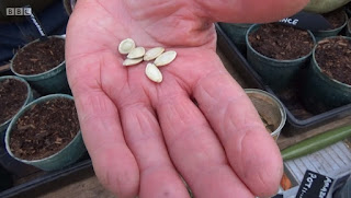 courgette seed courgette seed