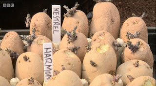 potatoes potatoes