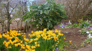Mahonia Mahonia