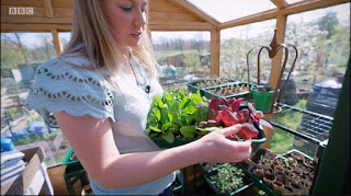Spinach, Swiss Chard Spinach, Swiss Chard