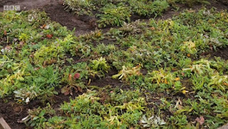 Flowering Turf Flowering Turf