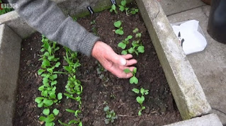 seedlings seedlings