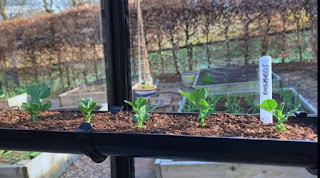Peas Peas