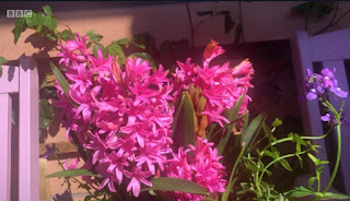 Hyacinth Hyacinth