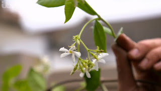 Evergreen Star Jasmine Evergreen Star Jasmine
