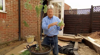 Alan cloud pruning Alan cloud pruning