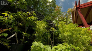 tropical plants tropical plants