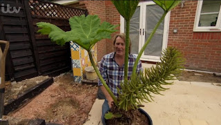 Gunnera Gunnera