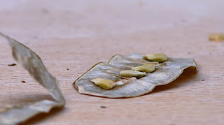 Senna Senna
