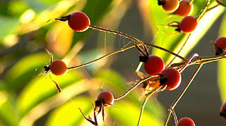 Rosehips Rosehips