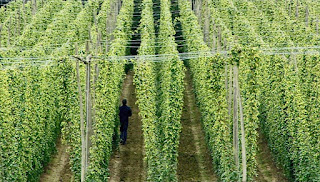 hops hops