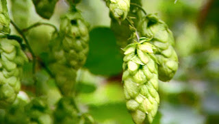 hops hops