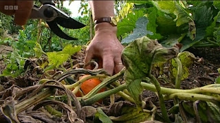 Pumpkins