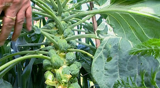 Brussel Sprouts