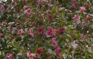 Camellia tree Camellia tree