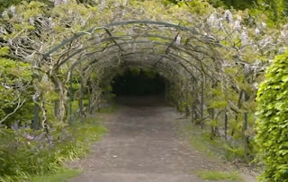 Wisteria Wisteria