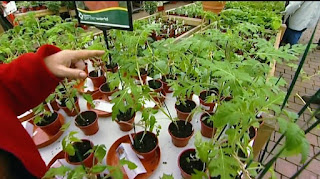 Tomato plant Tomato plant