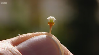 sexual parts of a Vinca sexual parts of a Vinca