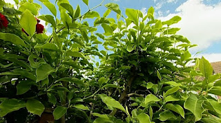Magnolia Magnolia