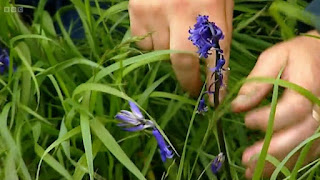 English Bluebells English Bluebells