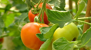 Tomatoes. Tomatoes.