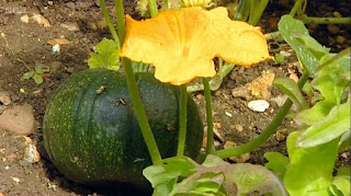 Squashes Squashes
