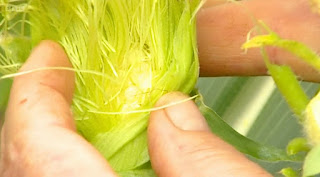 Sweetcorn Sweetcorn