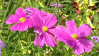 Cosmos Cosmos