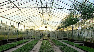 Greenhouse Greenhouse
