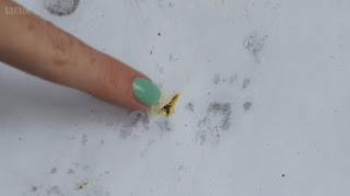 hedgehog footprints hedgehog footprints