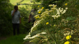 Hedgerows Hedgerows