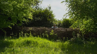 Dead Hedge
