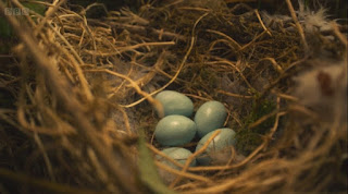 blue eggs