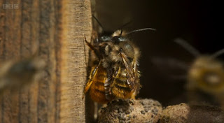 Bees