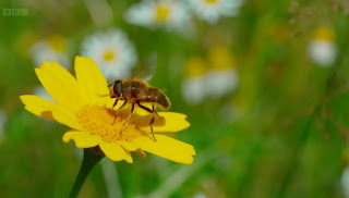 Bees