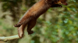 Pine Marten