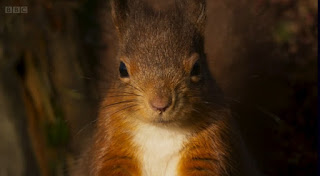 Red Squirrels