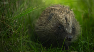 Hedgehogs Hedgehogs
