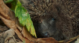 Hedgehogs Hedgehogs