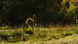 meadow meadow
