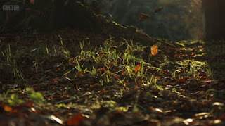 leaves leaves