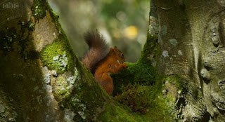 Red Squirrel Red Squirrel