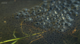 Frogs spawn Frogs spawn