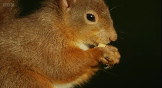 Red Squirrel Red Squirrel
