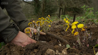 Coltsfoot Coltsfoot