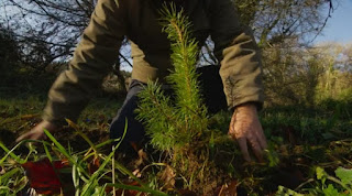 Scots Pines Scots Pines