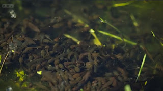 Tadpoles Tadpoles