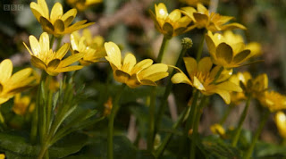 Celandines