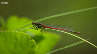 Red Damselfly Red Damselfly