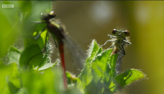 Red Damselfly Red Damselfly